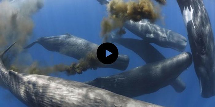 Can whales change their environments?