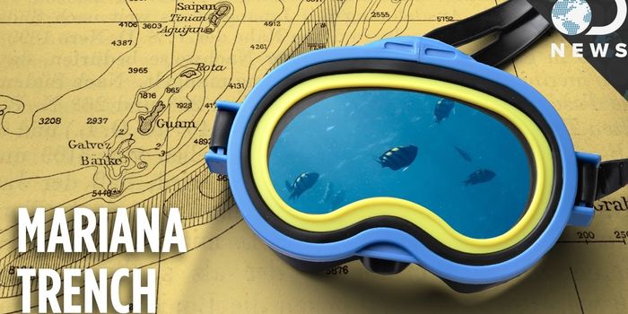 Do You Know What Lives in the Deepest Place on Earth?