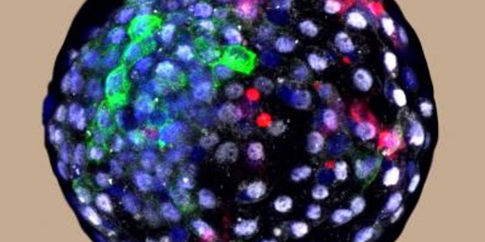 Researchers Engineer Human-Monkey Chimera Embryos