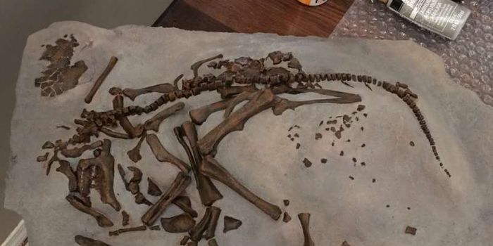 New Study Into Dinosaur Eggs Reveals Extensive Incubation Times