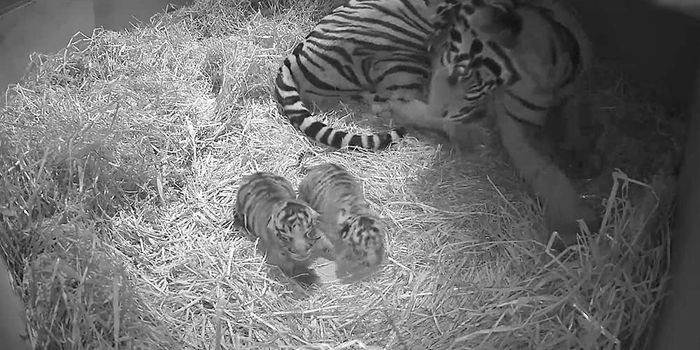 Duo of Ultra-Rare Sumatran Tiger Cubs Born in ZSL London Zoo