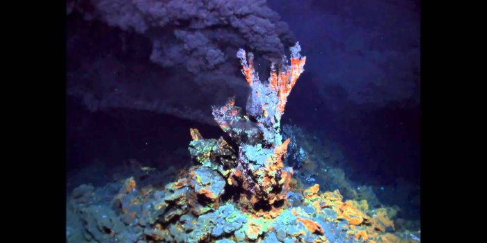 Six New Sea Life Species Found in Hydrothermal Vents in the Indian Ocean