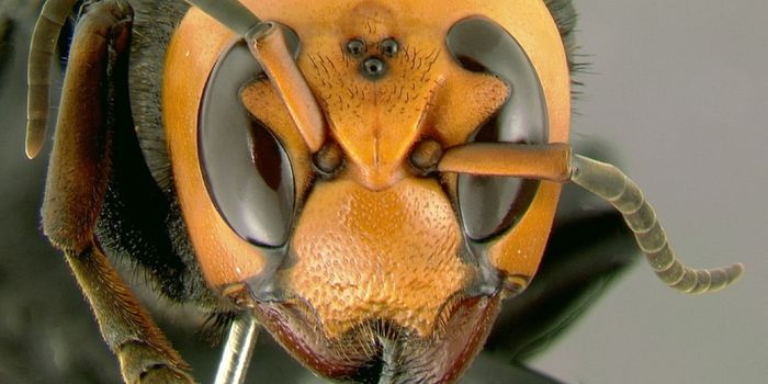 'Murder Hornets' Are Now in the U.S., So Now What?