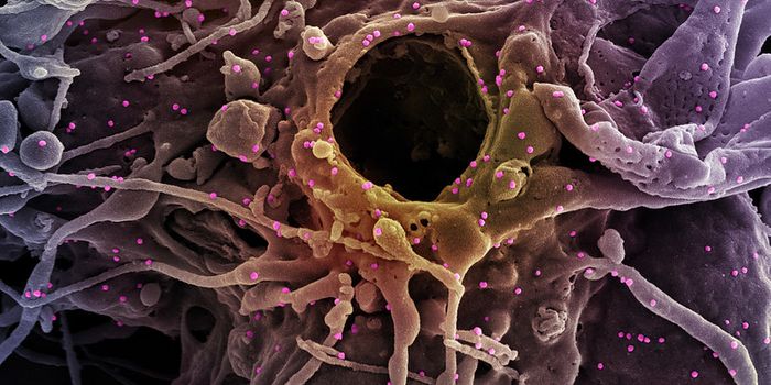 An Antibody That Neutralizes All Known COVID Variants is Discovered