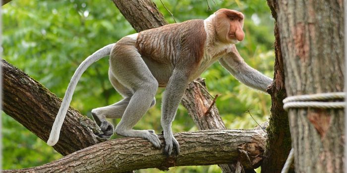 Habitat Changes Are Impacting the Proboscis Monkey