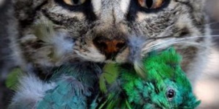 The Origins of Australian Feral Cats