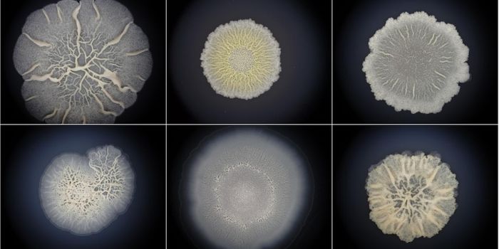 Bacterial Biofilms Can Take on Some Animal-Like Characteristics