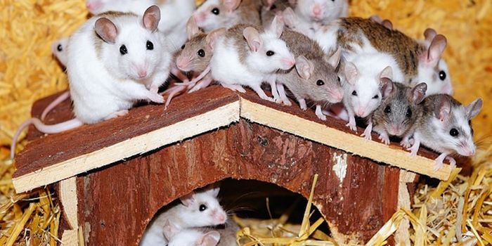 Argentinian Mice With the Munchies