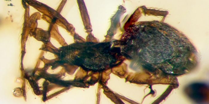 99-Million-Year-Old Spider Found in Amber Sample