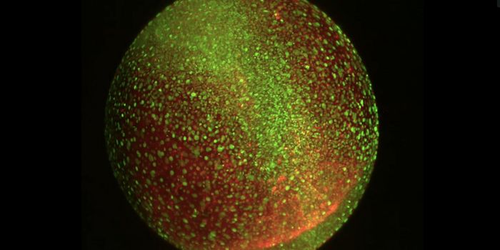 Growing an Organism From One Cell