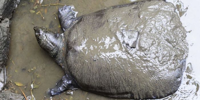 Only Known Female Yangtze Giant Softshell Turtle Dies