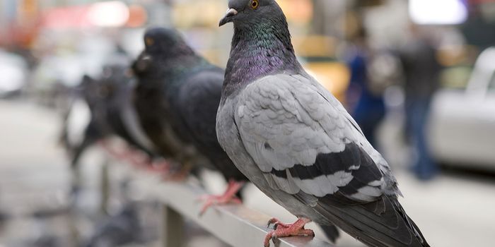 Study Shows Pigeons Can Learn to Recognize Real Words