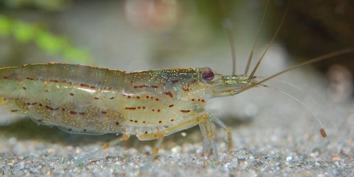 Freshwater Shrimp in Suffolk Test Positive for Cocaine, Other Harmful Chemicals