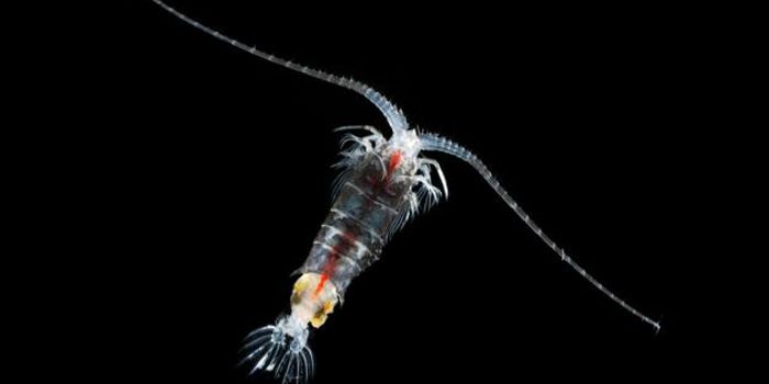 Designing Leaping Robots Inspired from Jumping Aquatic Animals