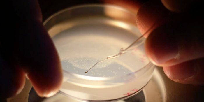 Muscle Cells Revealed Contracting at the Subcellular Level