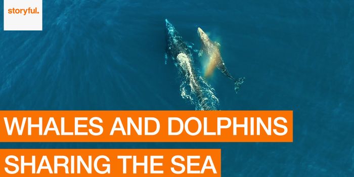 HD Drone Video Shows Whales and Dolphins Swimming in Peace