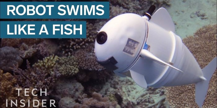 Meet SoFi, a Robotic Fish That Explores the Sea