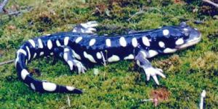 Lizards Hold Clues to Growing New Human Limbs