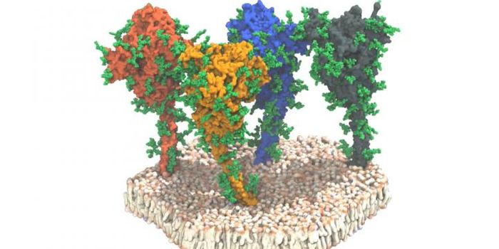 A Shield Surrounds the Flexible SARS-CoV-2 Spike Protein