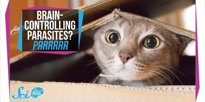 Sneaky Parasite Uses Cats to Infect Human Brains