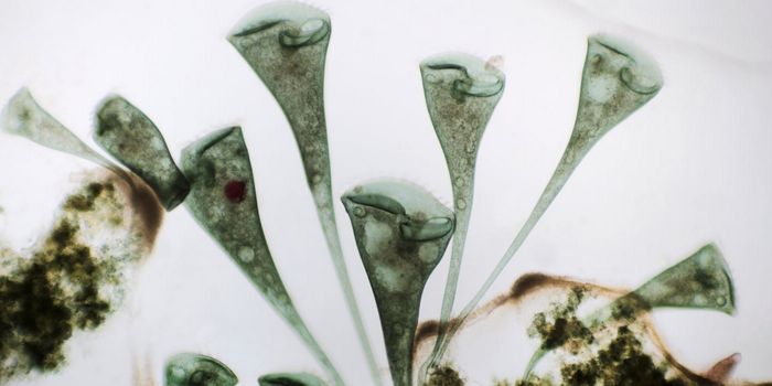 A Single-Celled Organism That Seems to Make Choices