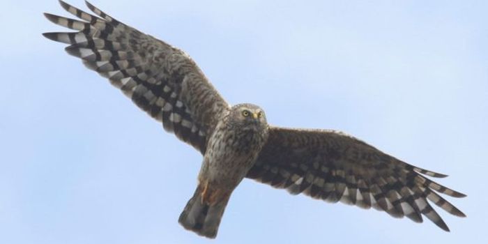 England Only Has Four Breeding Pairs of Hen Harriers Left