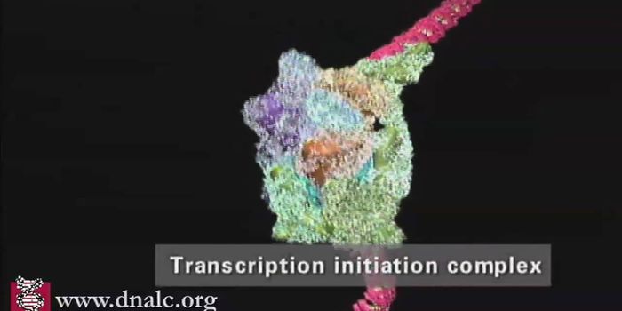 DNA Transcription