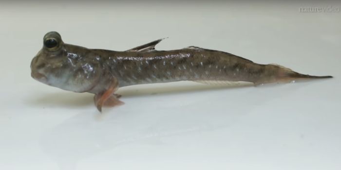 At Least 11 Species of Fish That Can Walk Are Identified