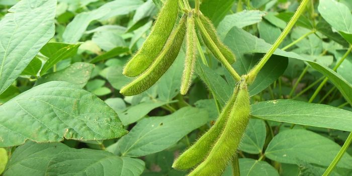 Farmers need more adaptation, not irrigation, say researchers