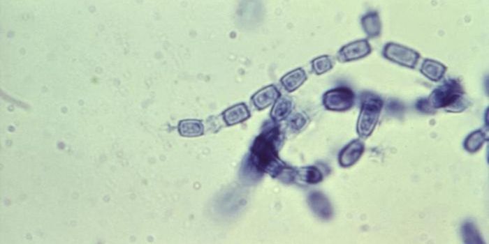 Raising Awareness of Valley Fever