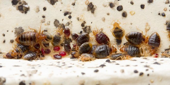 Bed Bugs: More Than Just A Nuisance