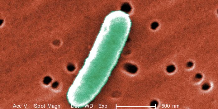 New UTI Models Reveal More About These Tough Infections