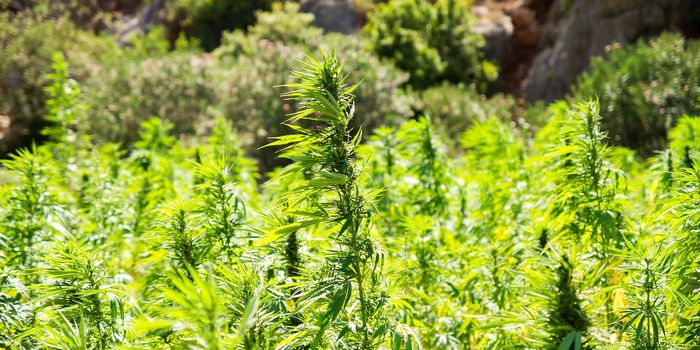 How Hemp Fights Inflammation