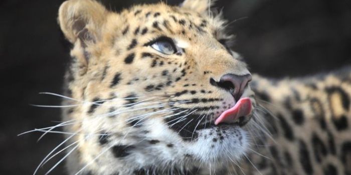 Wildlife Park to Attempt Breeding 'Off-Show' Amur Leopards for Wild Release