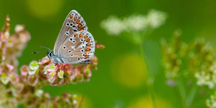 Butterfly Populations Succeed When Natural Forests Surround Their Grasslands