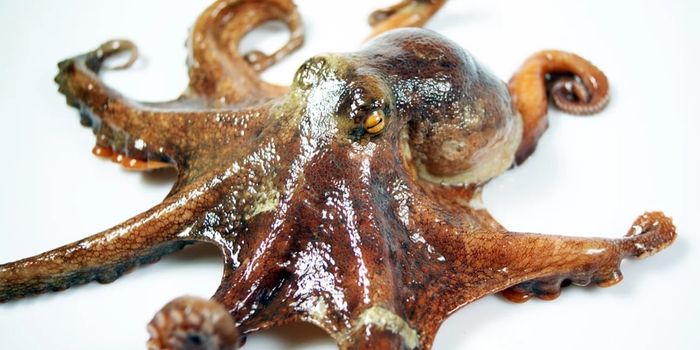 This Octopus Emerges From the Water in Search of Food