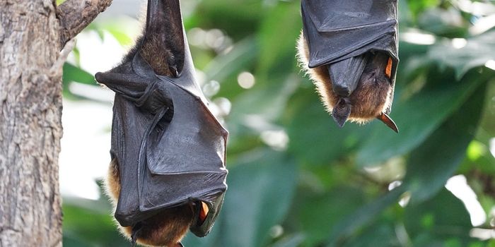 Why Are Bats So Resistant to Viruses?