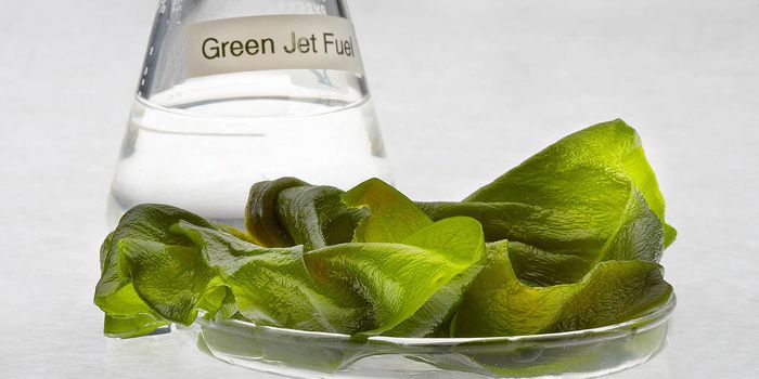 Algae Biofuel--What Happened After the Hype?