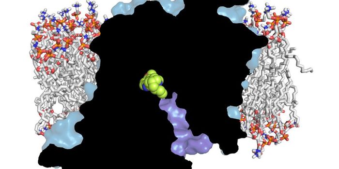 A Shrub Compound Reveals New Avenue for Treatment Addictions
