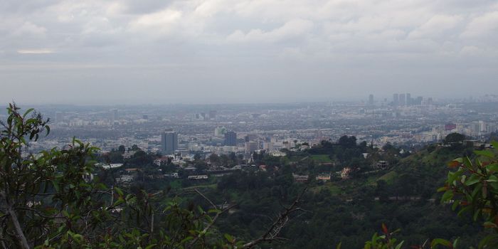 Strategies for Carbon Sequestration in the Face of Deforestation