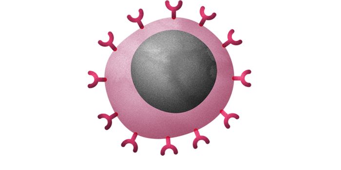 TSRI Researchers Find ‘Lead Actors' in Immune Cell Development