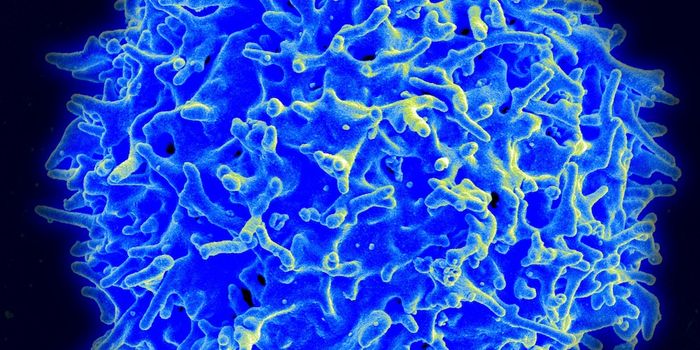 Gut Microbes can Assist Chemotherapy Drugs