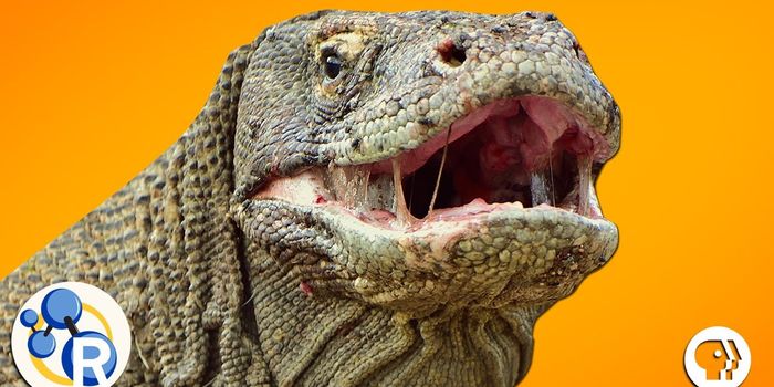 Unlikely Animals that Can Cure Our Ails