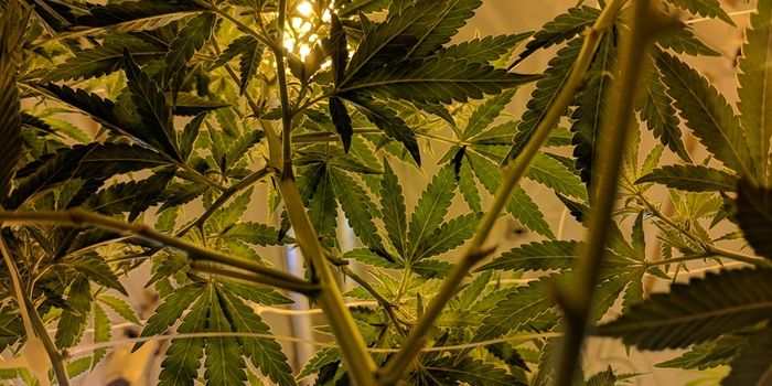 How Does Cannabis Reduce Intestinal Inflammation