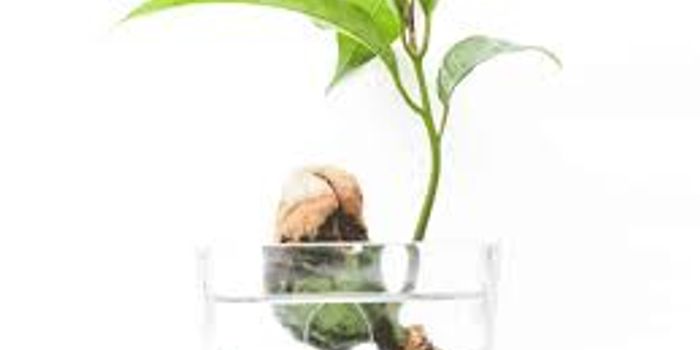 How to Cultivate Cannabis Through Hydroponics