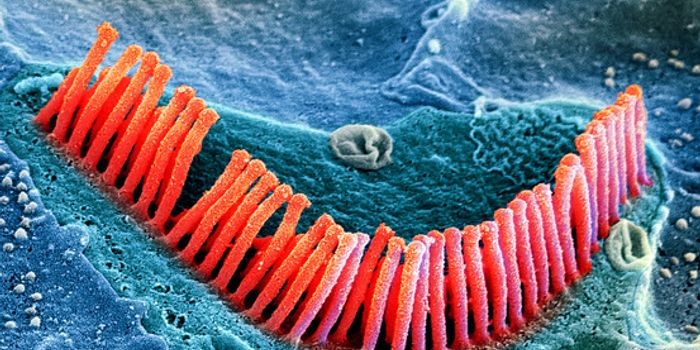 Gene Therapy Restores Partial Hearing and Balance