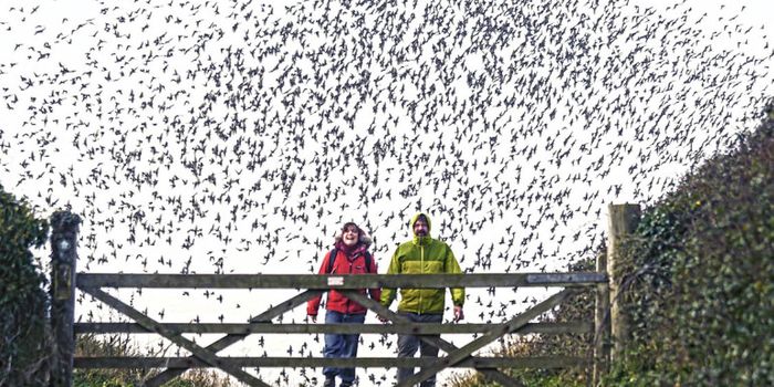 Flocks of birds use ‘beautiful physics' to save energy