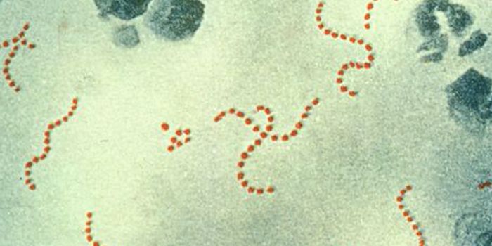 Deadly Bacterium can Hijack Neurons