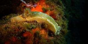 Sea Slug Shows Extreme Case of Regeneration