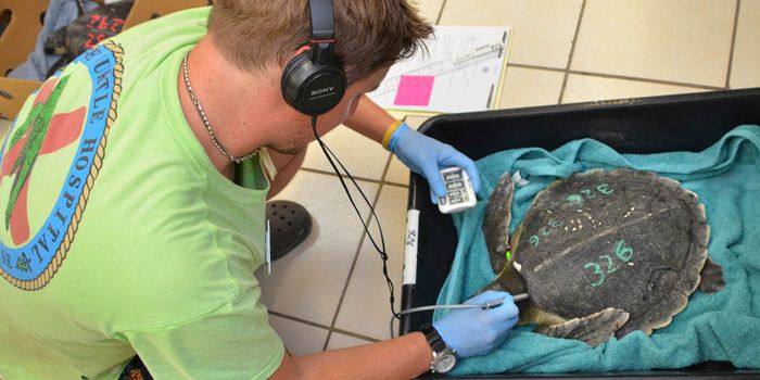 15 Kemp's ridley sea turtles recover from cold shock